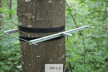 直徑生長測量傳感器