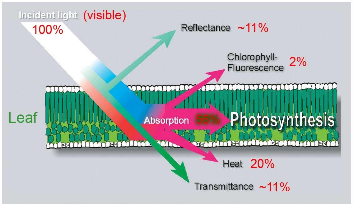 日光誘導葉綠素熒光（SIF）監測系統